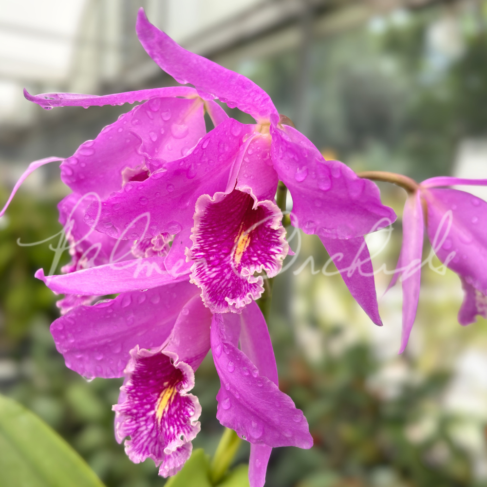 Cattleya maxima 'Gorgeous' — Palmer Orchids